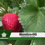 🍓 Descubre la trazabilidad de las fresas: ¡Garantía de calidad desde el campo a tu mesa!