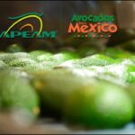 🥑✅ Descubre la trazabilidad del aguacate: ¡conoce su origen y beneficios!